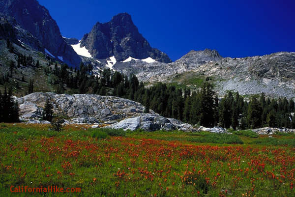 A meadow of Indian Paintbrush below Mt. Banner