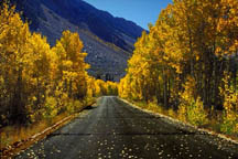 Aspen lined road in Bishop Creek Canyon